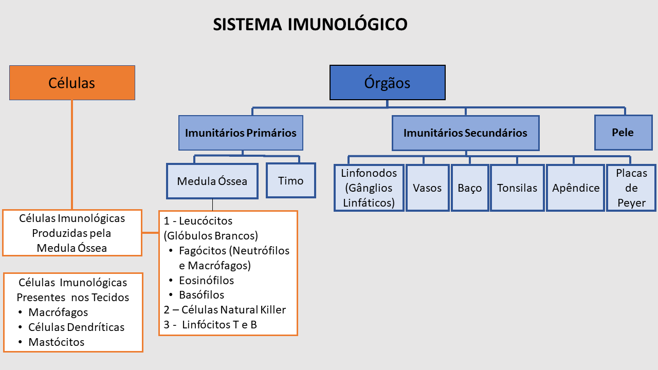 Sistema imunológico: o que é e como funciona | Guia Completo