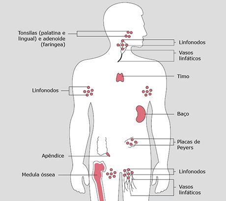 Órgãos do sistema Imunológico