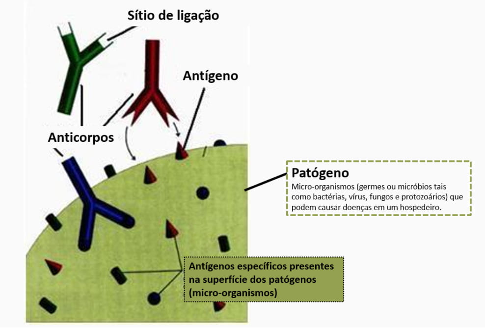 Sistema imunológico: o que é e como funciona Guia Completo
