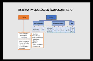 Sistema Imunológico: o que é e como funciona [Guia Completo]